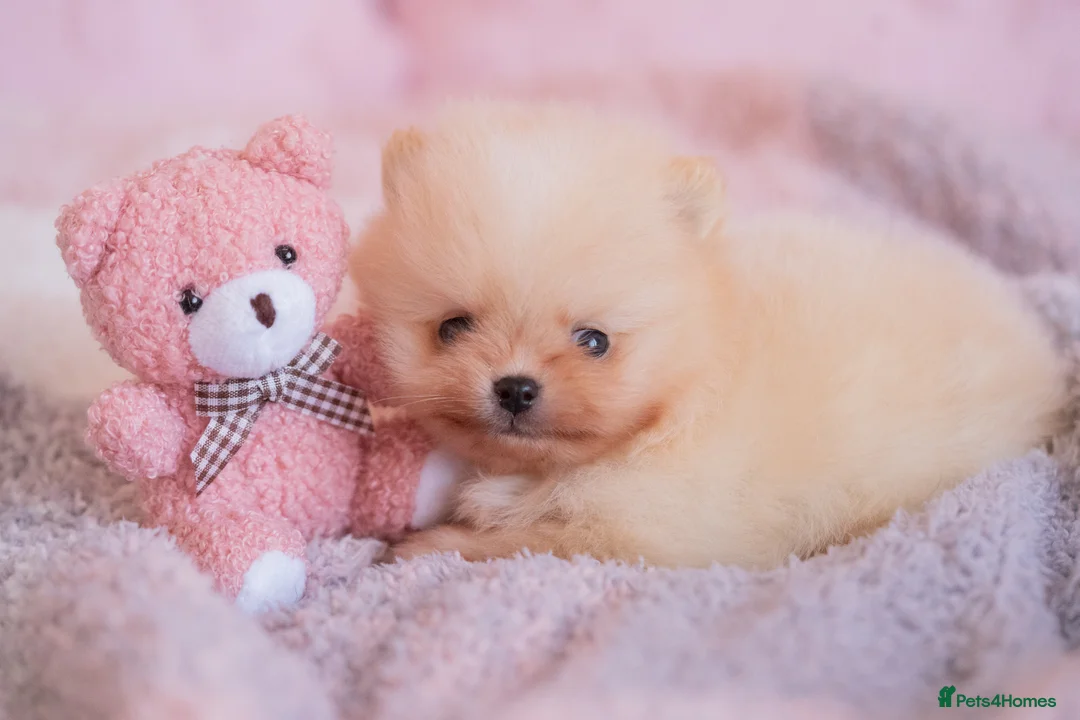 Pomeranian dogs for sale: Pomeranian Boys Available to Reserve - Advert 2