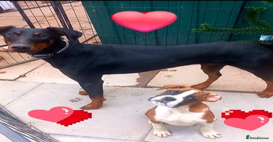 Boxer dogs - Advert 6