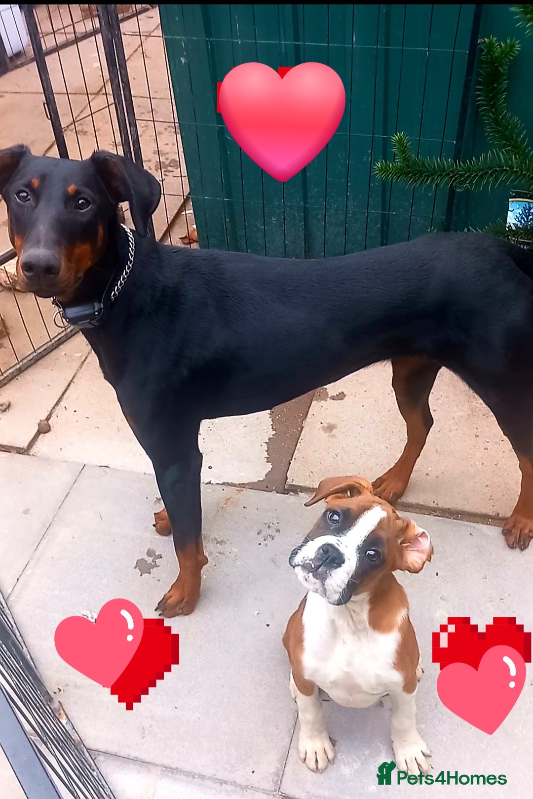 Boxer dogs for sale: Last KC Puppy looking for their forever home - Image 3