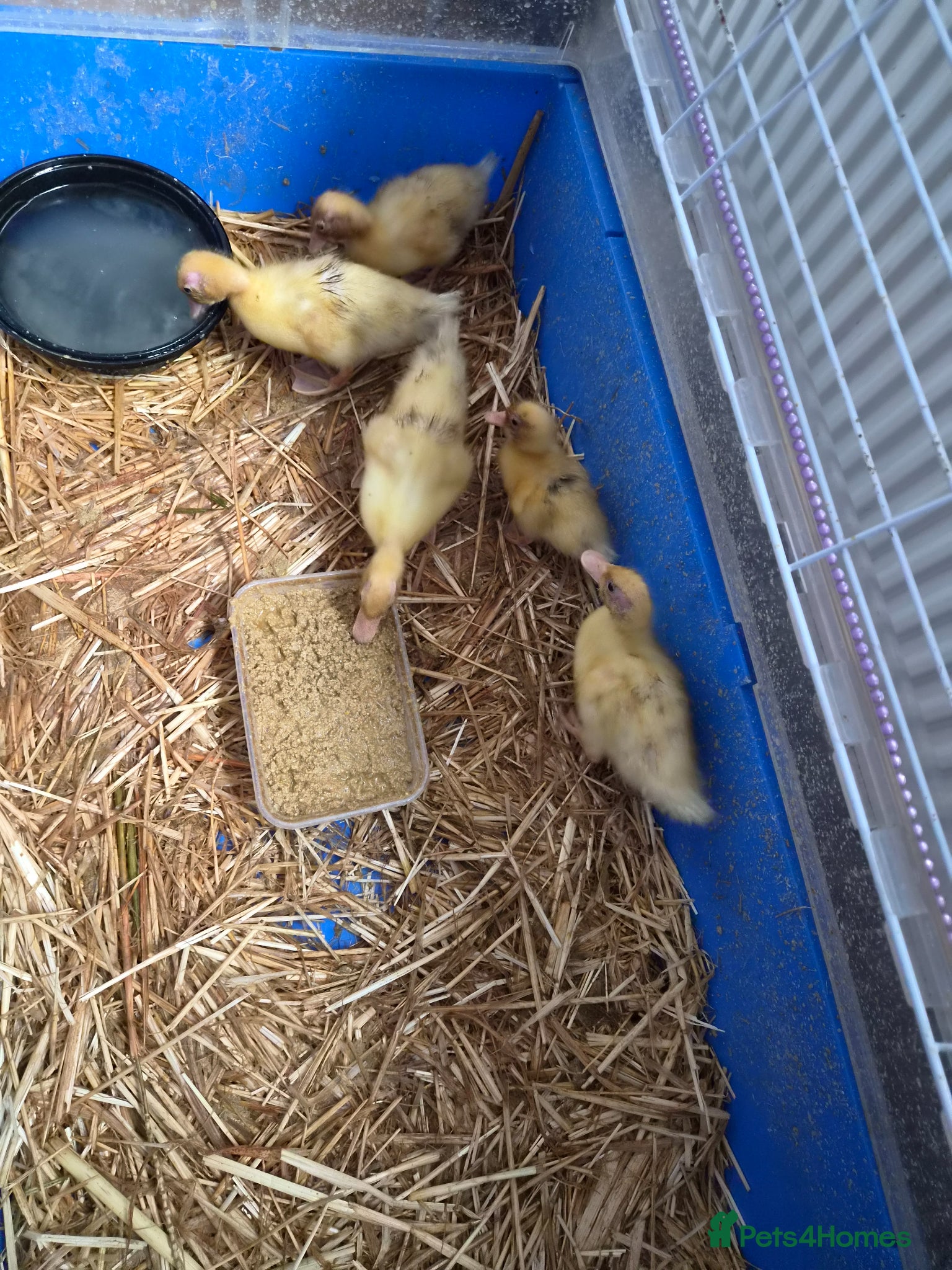 Ducks poultry for sale: 5 call ducklings for sale £30 each  in Manchester - Advert 9