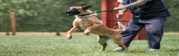 Belgian Shepherd Dog dogs for sale: KC registered Malinios bitch  - Advert 15
