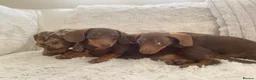 Miniature Dachshund dogs for sale: Dachshund puppies  - Advert 7