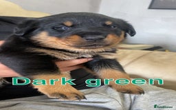 Rottweiler dogs for sale: Big Chunky litter of 7 Rottweilers  - Image 6