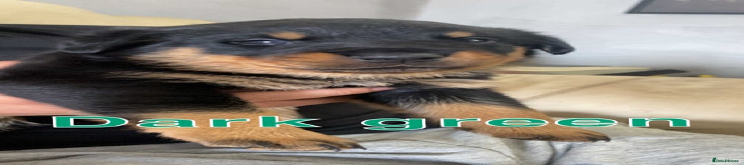 Rottweiler Puppy 2