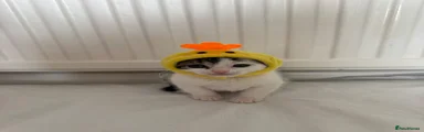 Japanese Bobtail 1