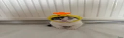 Japanese Bobtail cats for sale: Tutu  - Advert 2