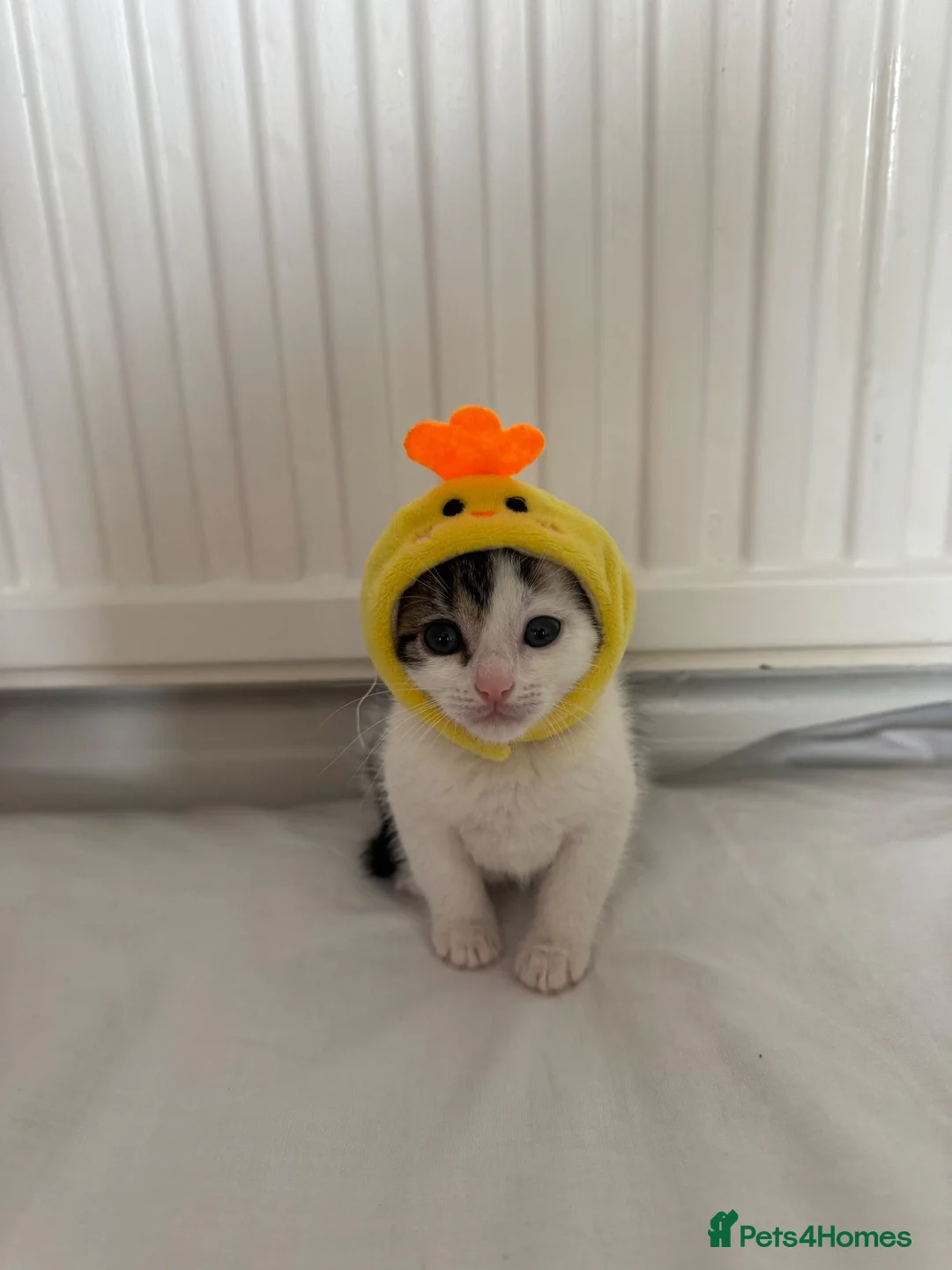 Japanese Bobtail cats for sale: Tutu  - Advert 2