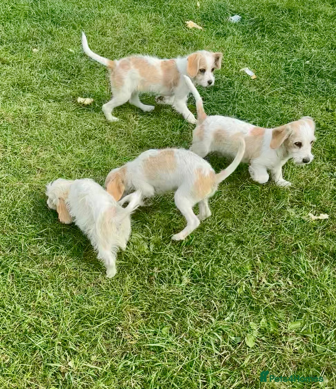 Cavapoo dogs for sale: Looking for forever homes - Image 2