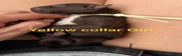 Aussiedoodle dogs for sale: Aussiedoodle F1 Health Tested KC registered parent in Leeds - Advert 11