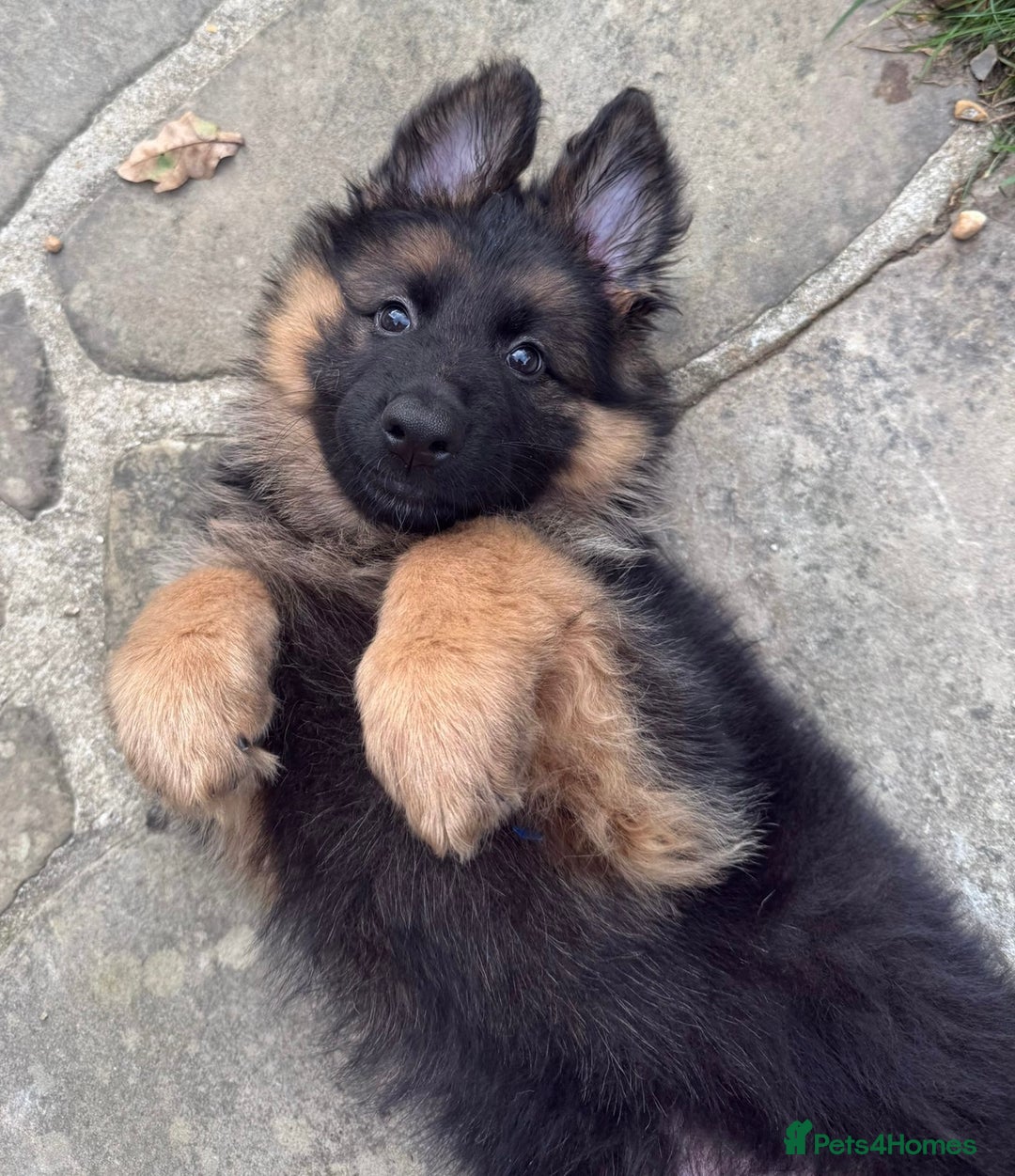 German Shepherd dogs for sale: BIG BONDED, LONG HAIRED GSD PUPPYS  - Advert 26