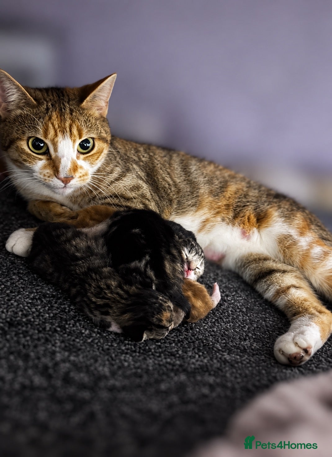 Mixed Breed cats Kittens for sale to good homes  - Advert 6
