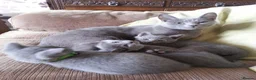 Russian Blue cats for sale: Meet Our Lovely Russian Blue Kittens in Southampton - Advert 1