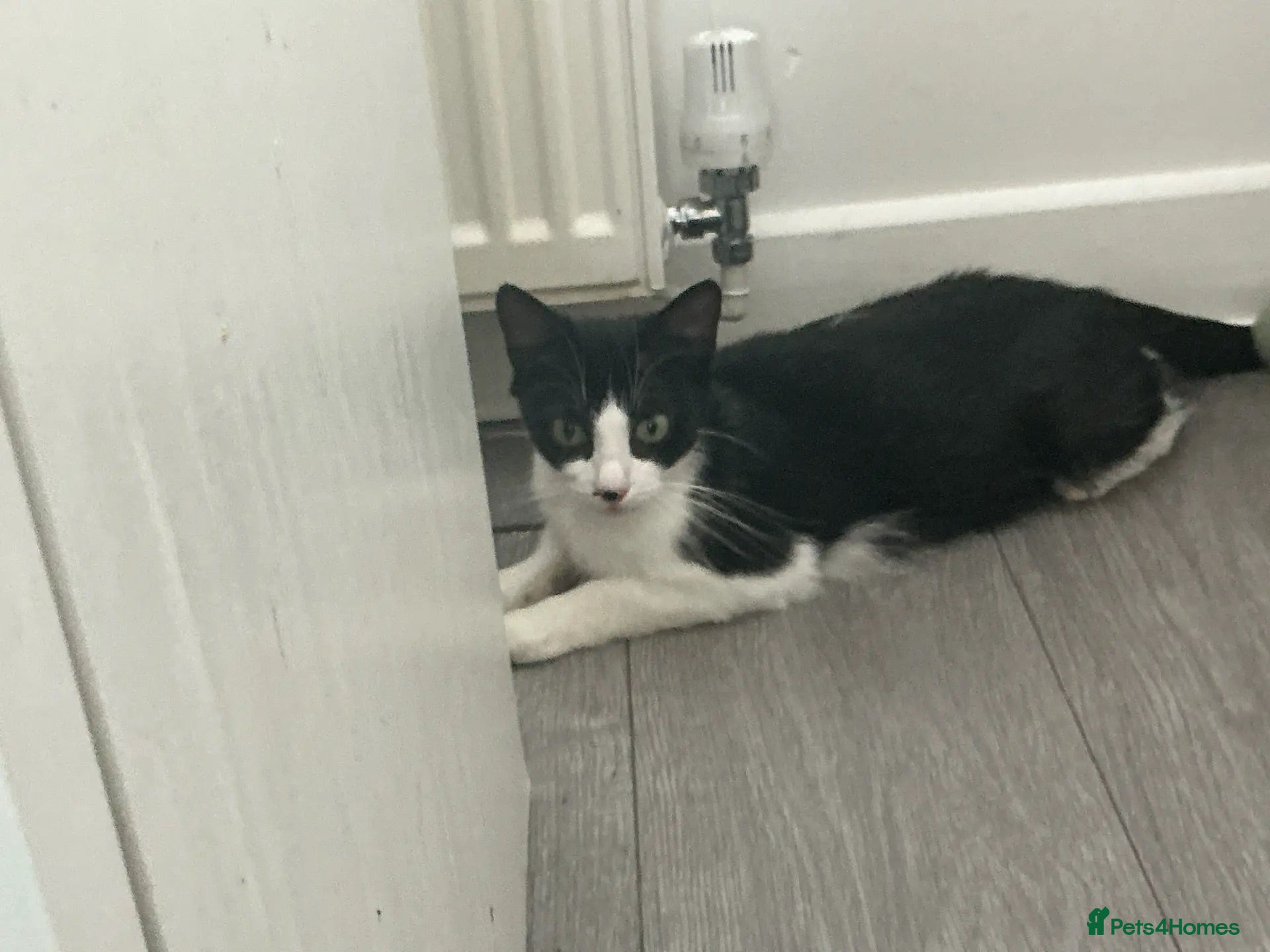 Mixed Breed cats Kitten x4 black and white - Advert 1