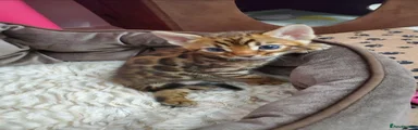 Bengal 1