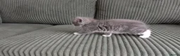 British Shorthair cats for sale: Marcin  - Advert 4