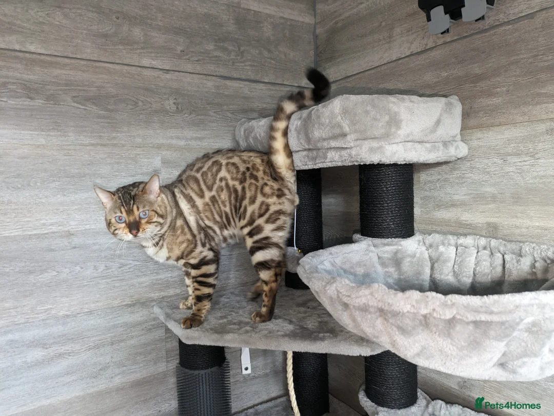 Bengal cats for stud: AMAZING SNOW LYNX STUD BENGAL TICA reg  in Harlow - Advert 7
