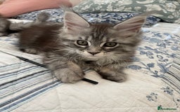 Maine Coon cats for sale: GCCF Pedigree Maine Coon Kittens champion line  - Image 12