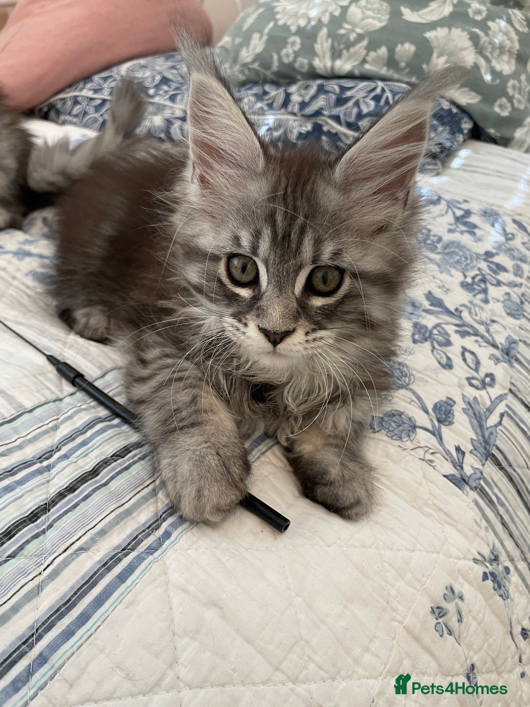 Maine Coon cats for sale: GCCF Pedigree Maine Coon Kittens champion line  - Image 12