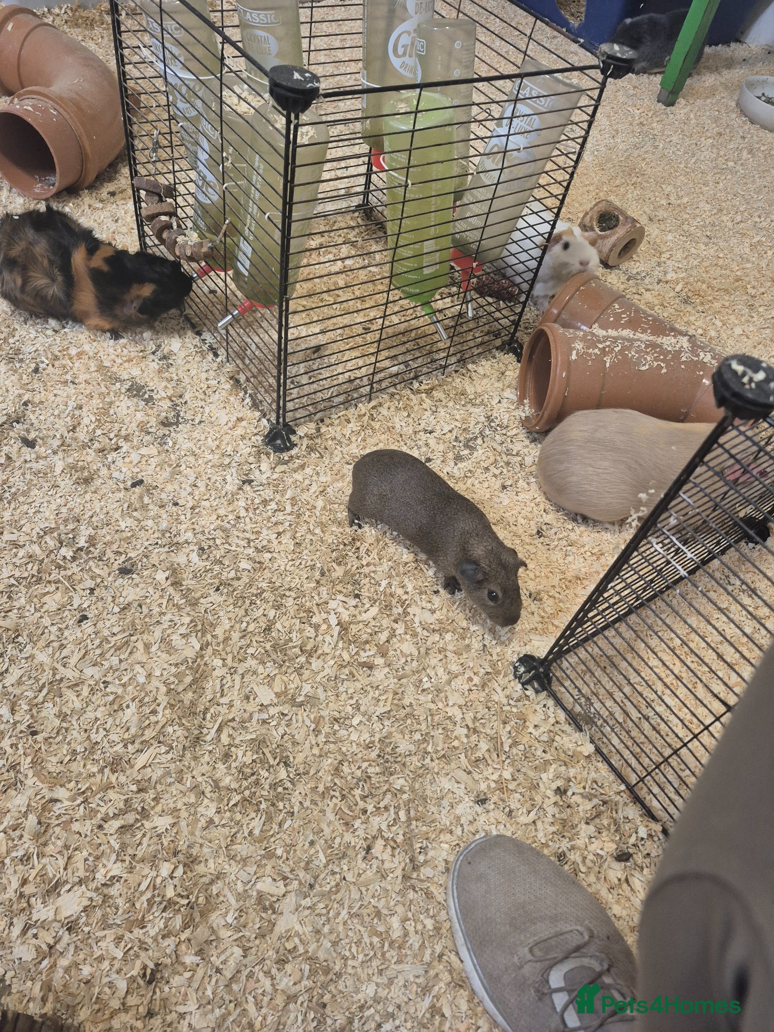 Guinea Pig rodents Smooth haired agouti sow x - Advert 1