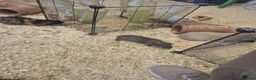 Guinea Pig rodents for sale: Smooth haired agouti sow x - Advert 1