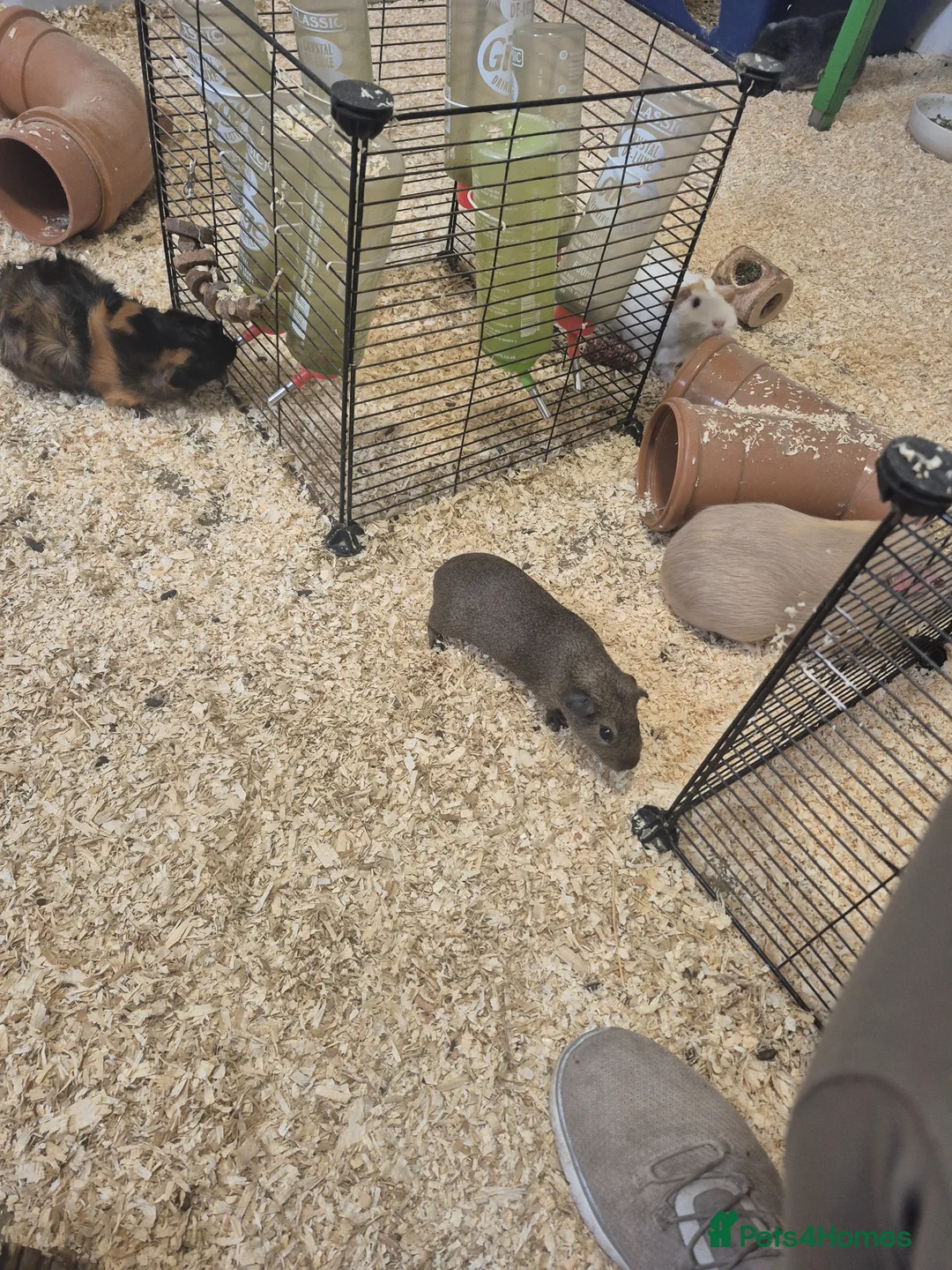 Guinea Pig rodents for sale: Smooth haired agouti sow x - Advert 1