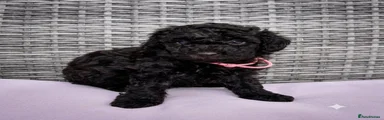 Miniature Poodle 4