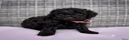 Miniature Poodle dogs for sale: Adorable kc reg miniature poodles - Advert 11