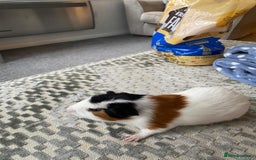 Guinea Pig rodents for sale: Friendly female Piggy - Image 5