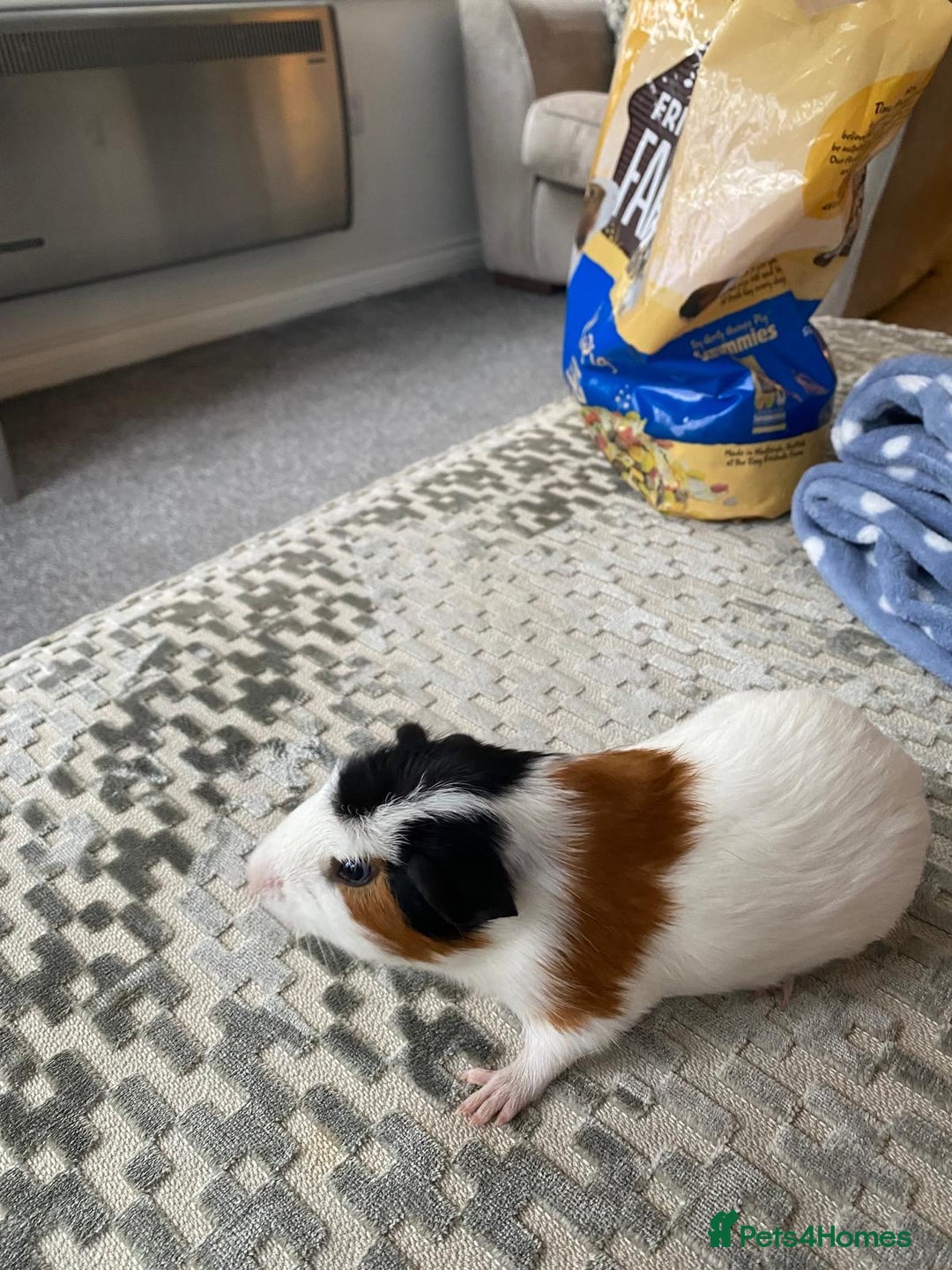Guinea Pig rodents for sale: Friendly female Piggy - Image 5