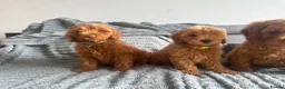 Cockapoo dogs for sale: F2 Cockapoo Puppies READY TO LEAVE 2 girls remain - Advert 17