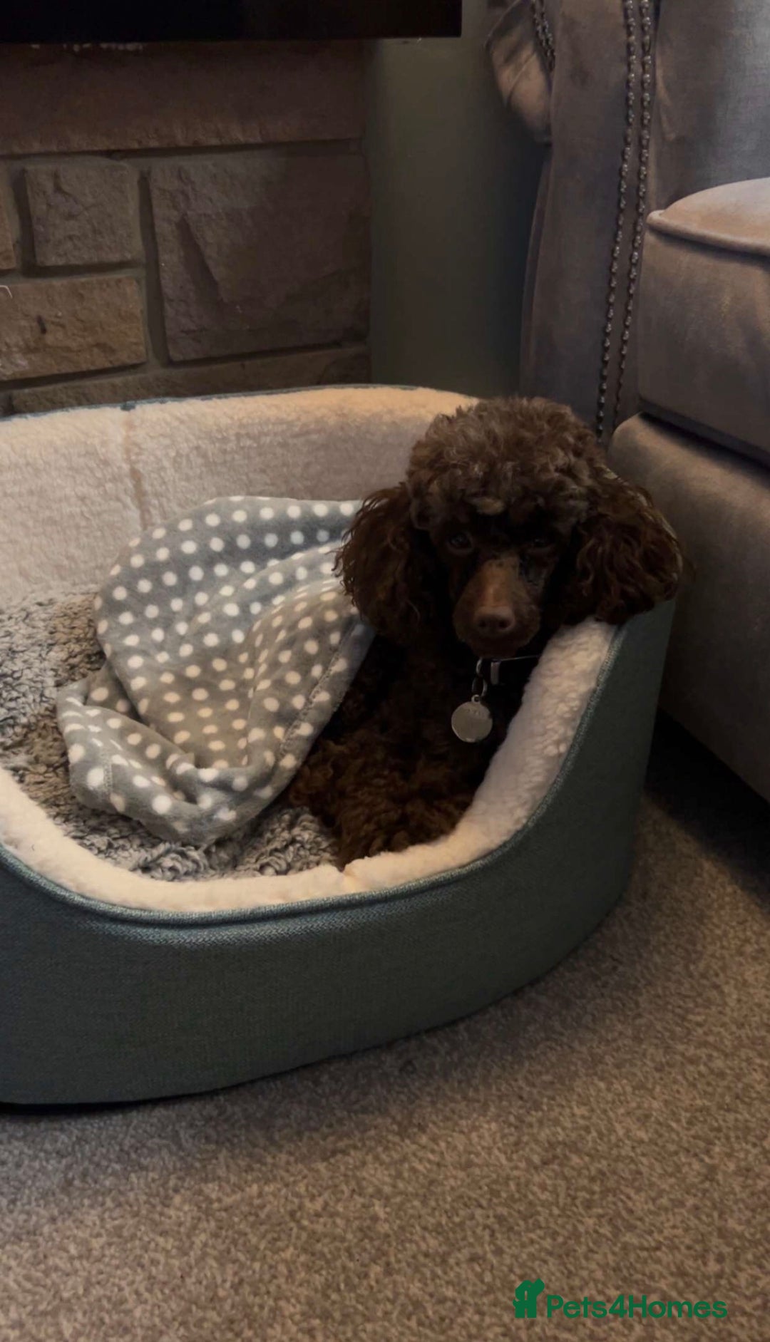 Toy Poodle dogs for stud: Pedro (Choccywoky do dah) - Advert 7