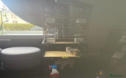 Budgerigars birds for sale: Buggies for sale - Advert 1