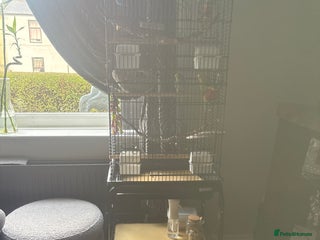 Budgerigars birds Buggies for sale - Advert 1