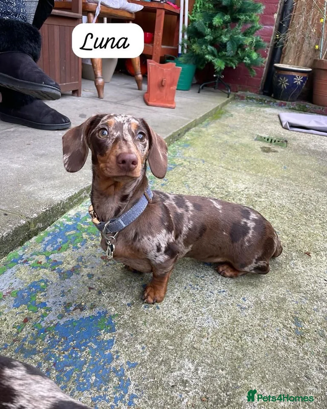 Miniature Dachshund dogs for sale: 2 Female sisters looking for new home  - Advert 3