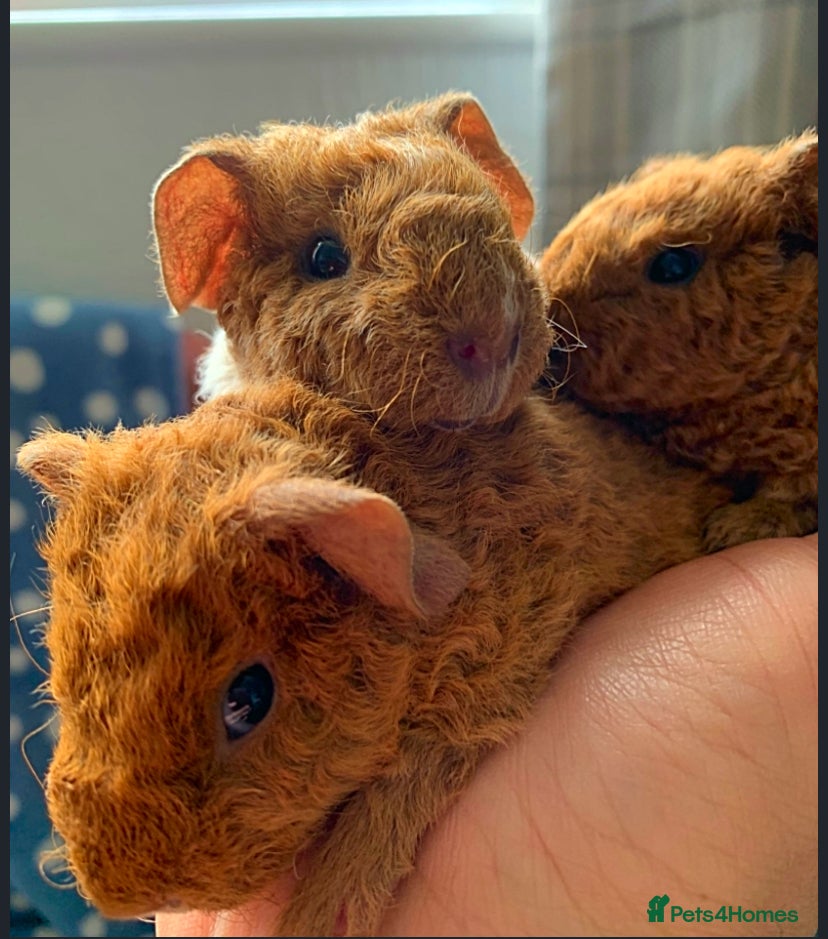 Guinea Pig rodents Beautiful baby teddy Guinea pigs available  - Advert 12