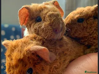 Guinea Pig rodents Beautiful baby teddy Guinea pigs available - Advert 12