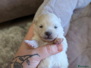 Pomeranian dogs Beautiful tiny Pomeranian girls - Advert 3