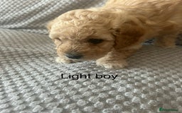 Cavapoo dogs for sale: 🌟 Fully health tested F1B cavapoos for sale 🌟  - Image 6