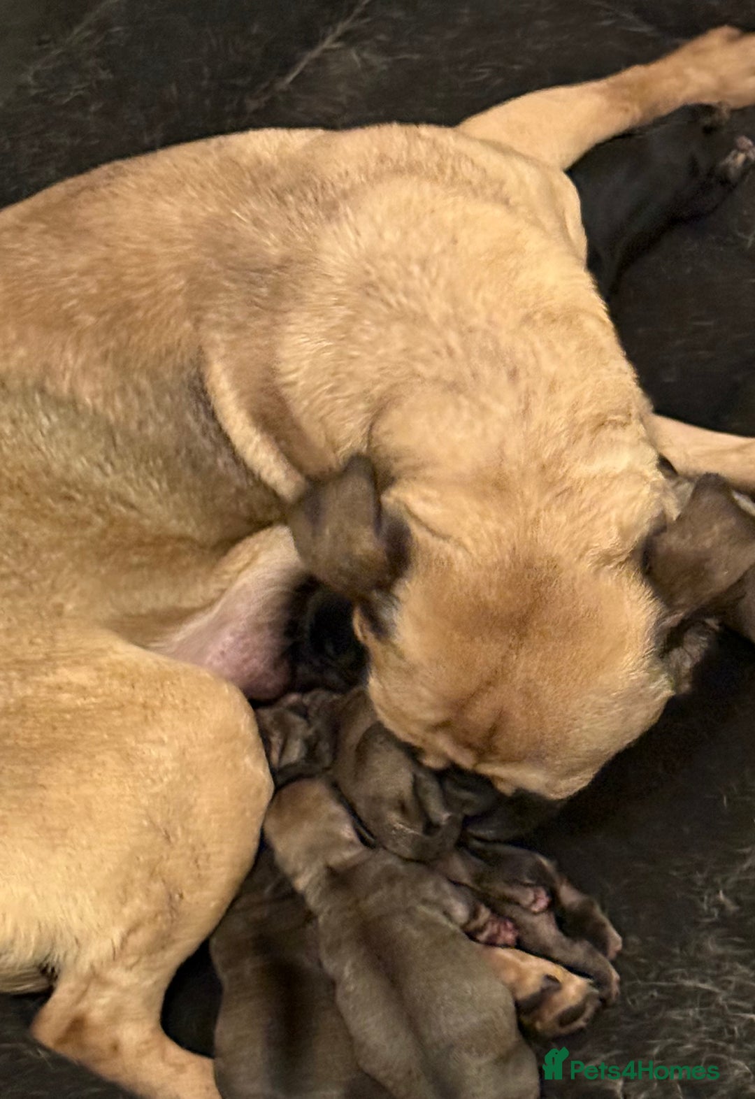 Frug dogs for sale: 3/4 Frenchie 1/4 pug puppies for sale  - Image 8