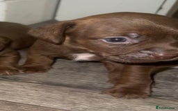 Mixed Breed dogs for sale: Beautiful Dachshund cross Boston Terrier - Image 4