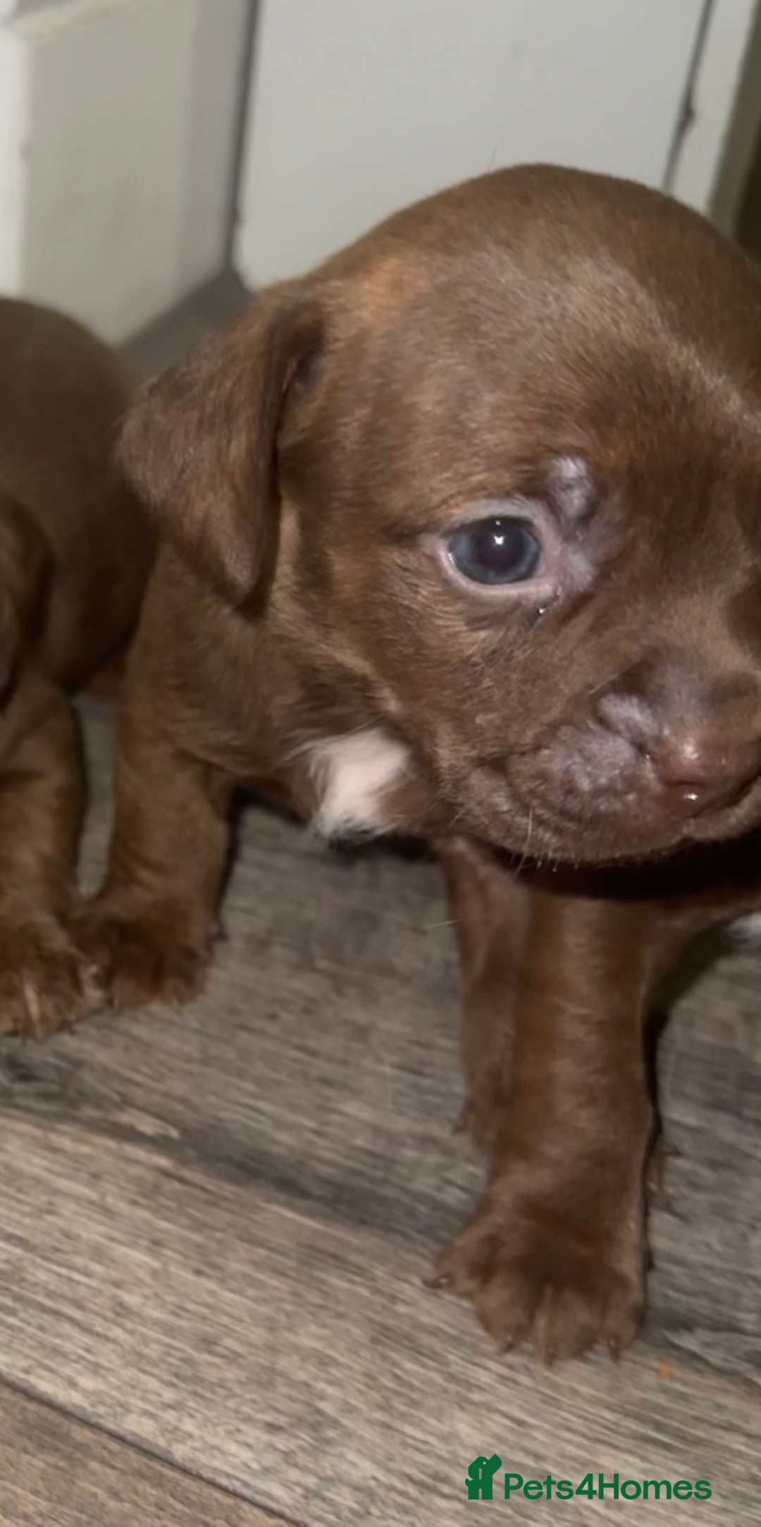 Mixed Breed dogs for sale: Beautiful Dachshund cross Boston Terrier - Image 4