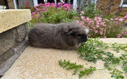 Guinea Pig rodents for sale: Beautiful Swiss guinea pig sows (girls) - Image 5