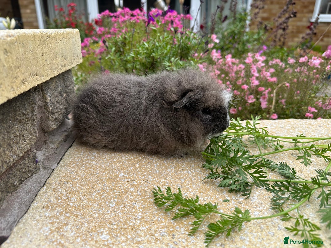 Guinea Pig rodents for sale: Beautiful Swiss guinea pig sows (girls) - Image 5