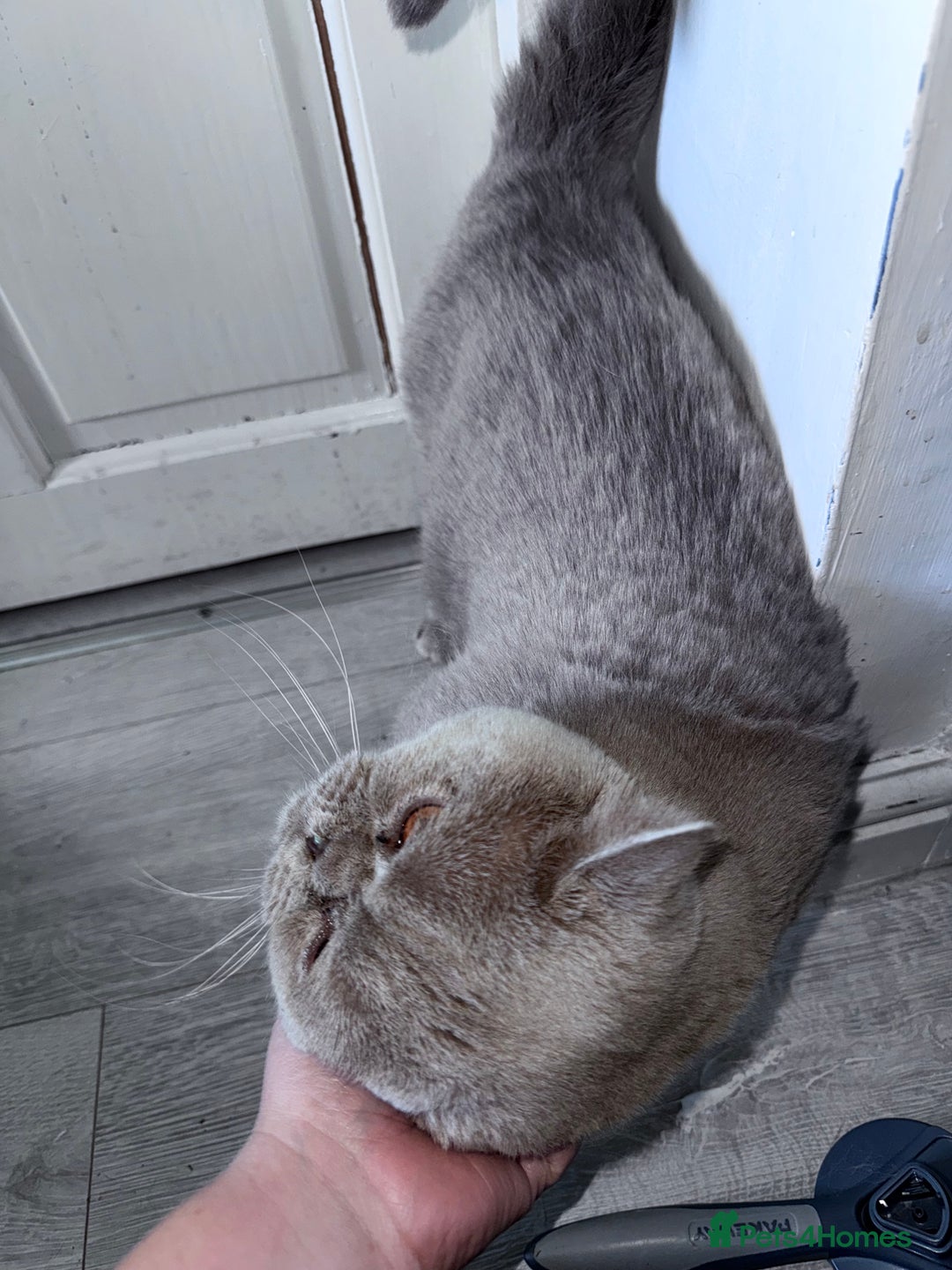 Mixed Breed cats for adoption: FREE rescue cats  looking for a new home  - Image 17