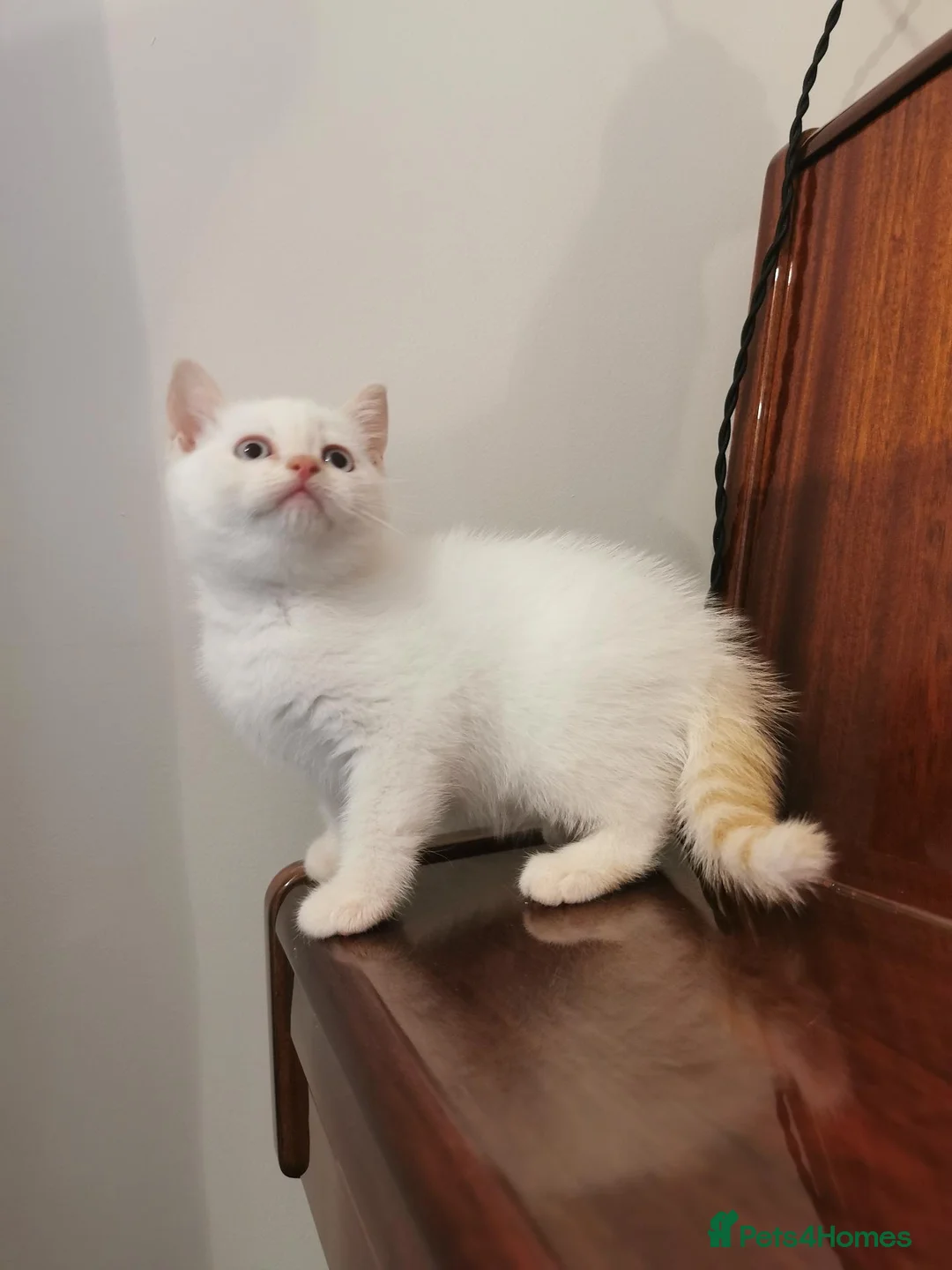 British Shorthair cats for sale: British Shorthair Points  - Advert 9