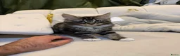 Mixed Breed cats for sale: Kittens in Nottingham - Advert 9