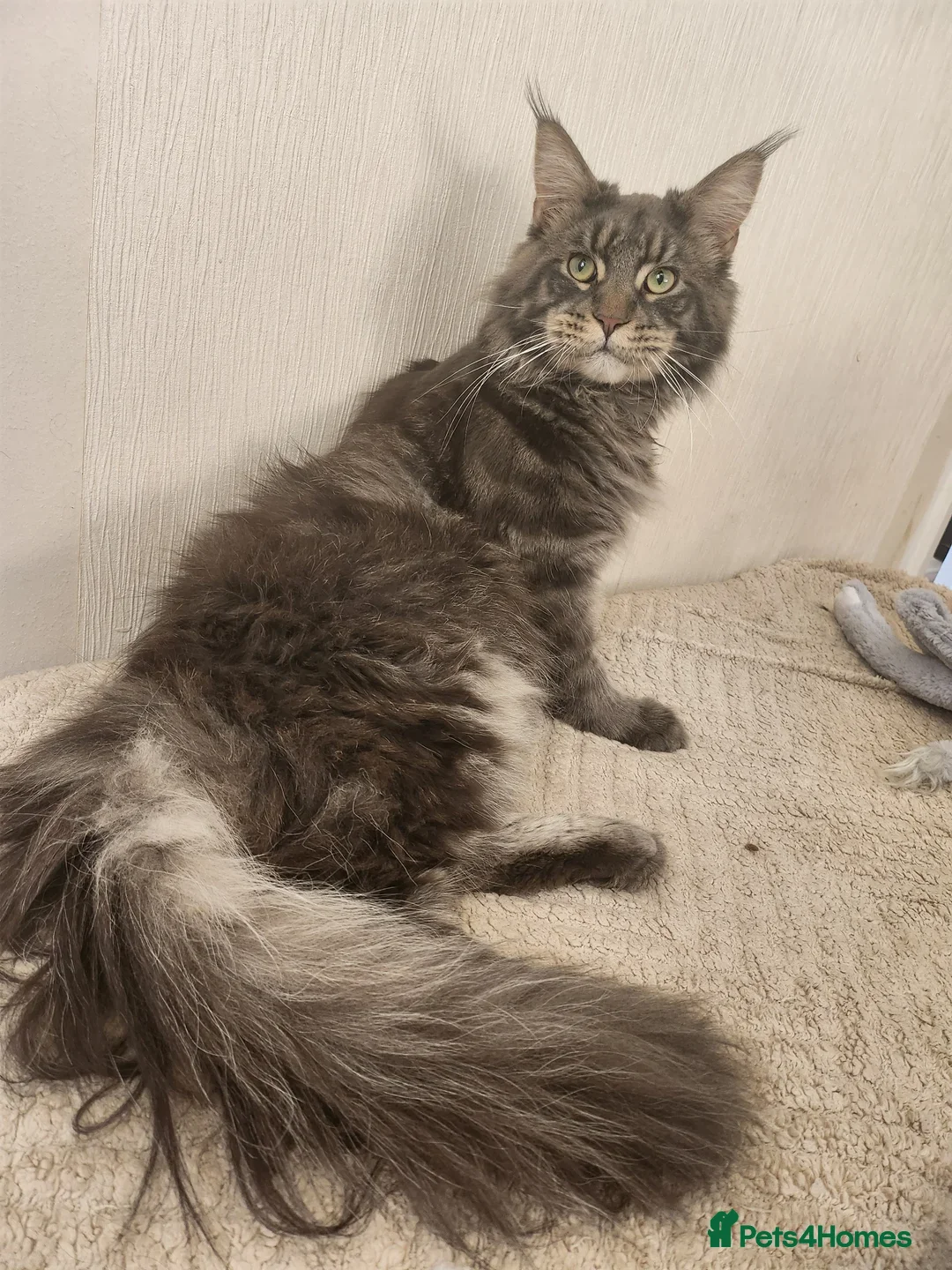 Maine Coon cats for sale: 3/4 maine coon kittens  - Image 26