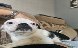 Mixed Breed dogs for sale: Shitzu cross pug - Image 5