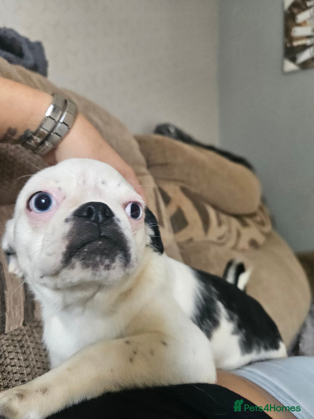 Mixed Breed dogs for sale: Shitzu cross pug - Image 5
