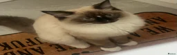 Mixed Breed cats for sale: Beautiful Bonded Pair of Cats(Must Go Together) - Advert 9